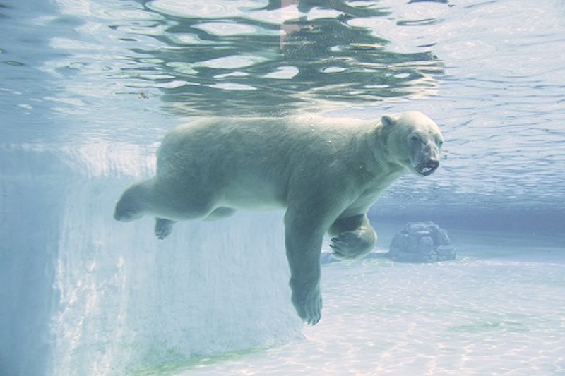 Photo: Wildlife Reserves Singapore