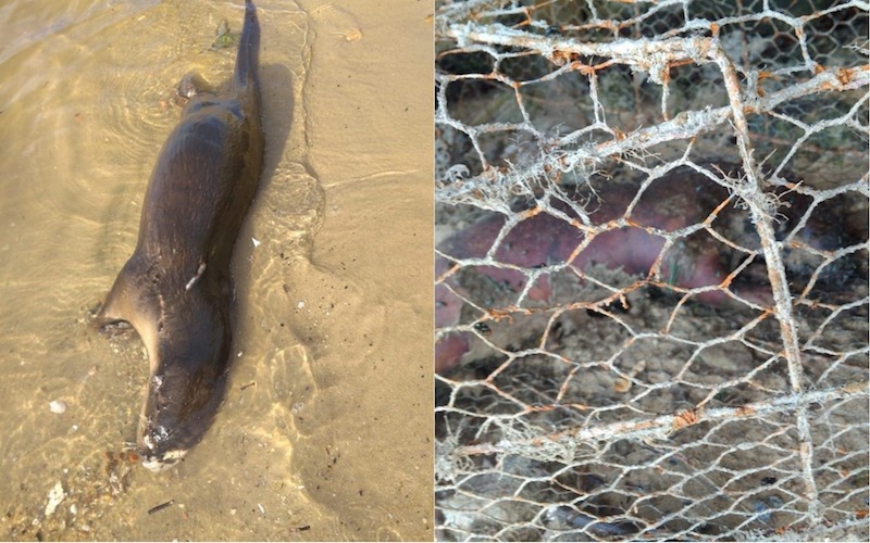 Photo: OtterWatch / Facebook