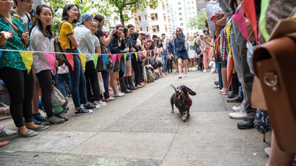 Via HK Doggie Dash FB