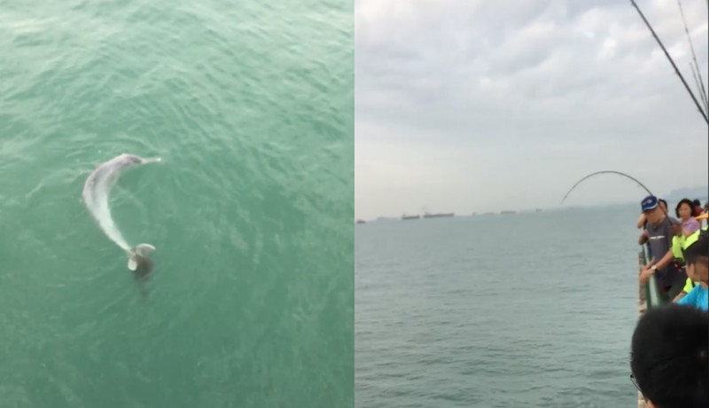 Screengrabs from video