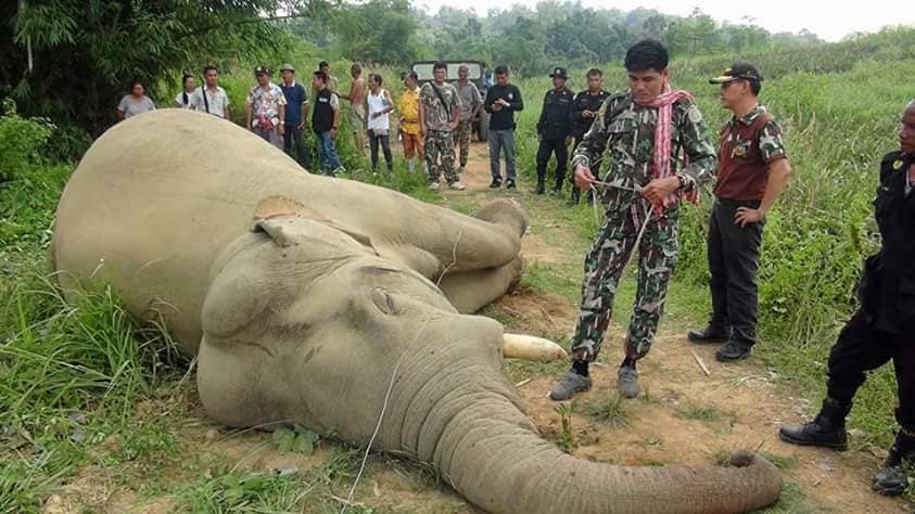 Photo: Department of National Parks, Wildlife and Plant Conservation