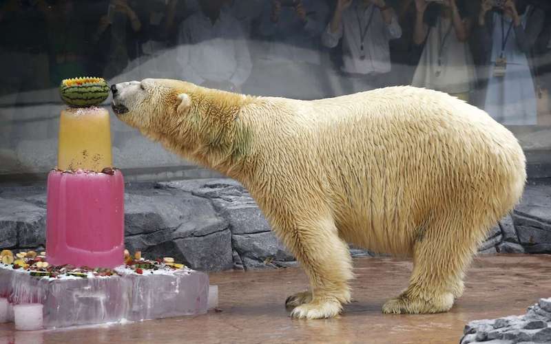 Inuka enjoying its 25th birthday celebrations with some frozen treats. Photo: Kinjal Lotz / Facebook