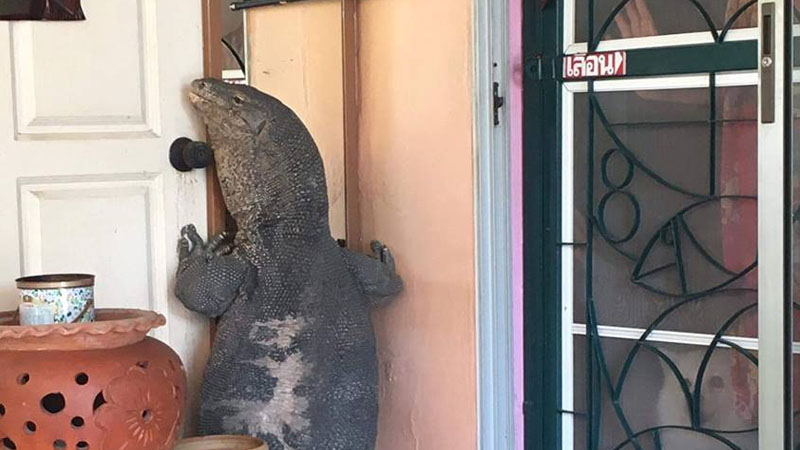 A giant monitor lizard showed up at the doorstep of a home in Nonthaburi, June 2016. Photo: Attanai Thaiyuanwong/ Facebook