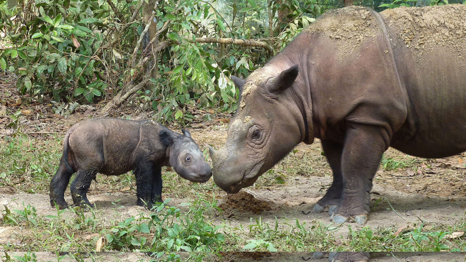 Ratu with baby Andatu, photographed at the Sumatran Rhino Sanctuary in 2012. Image courtesy of the International Rhino Foundation.