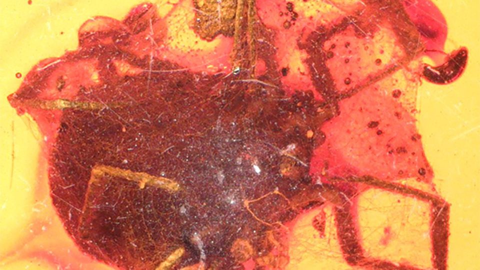 An unfortunate series of events 99 million years ago left this tick wrapped in spider silk and entombed in amber. Paleontologists recently unveiled the fossil for the first time. Photo: Jason Dunlop