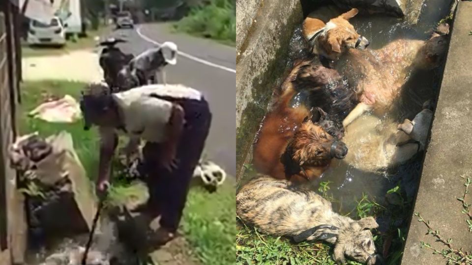 Photos via Dian Wedha/Facebook