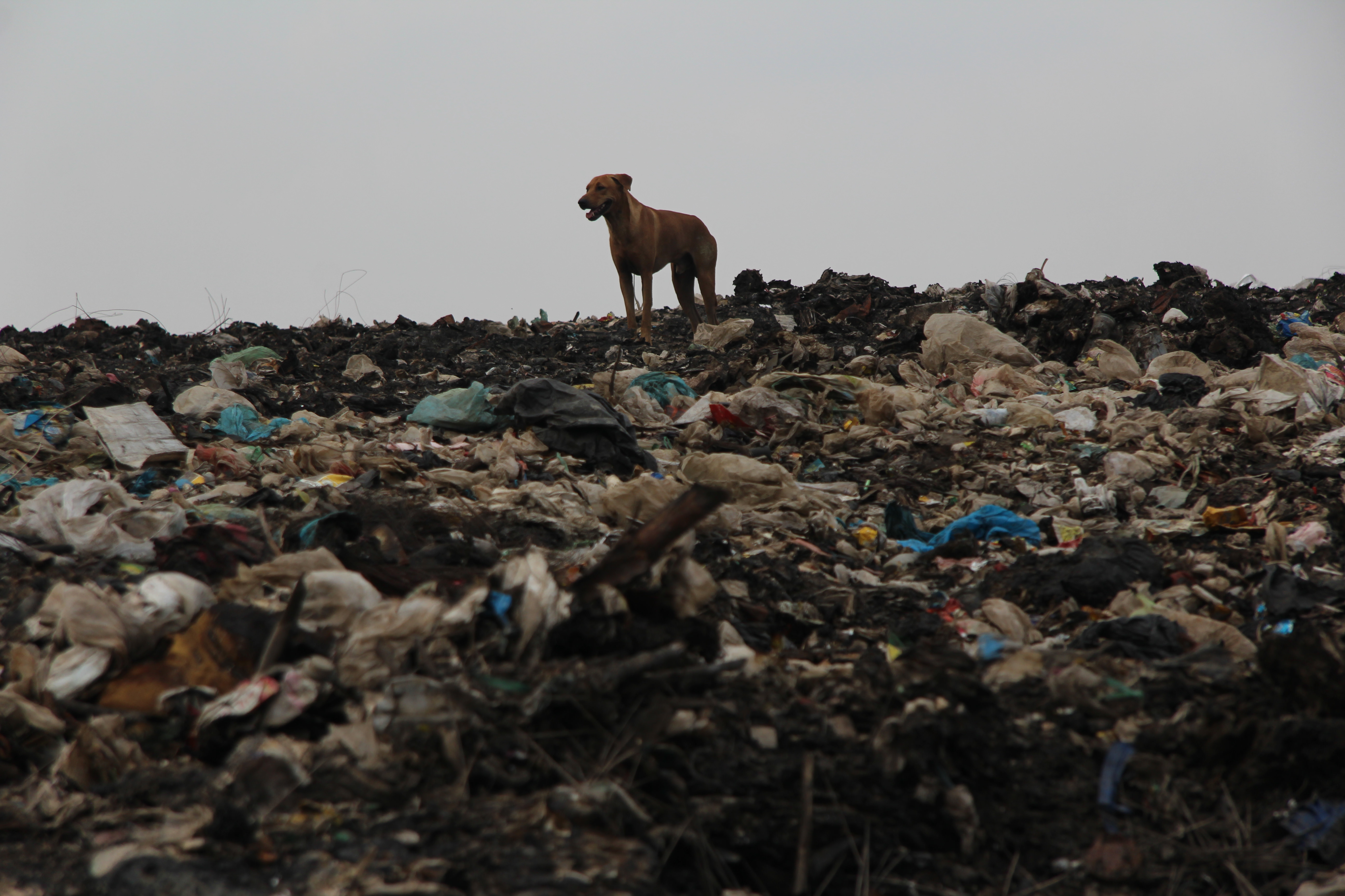 dog searches for food