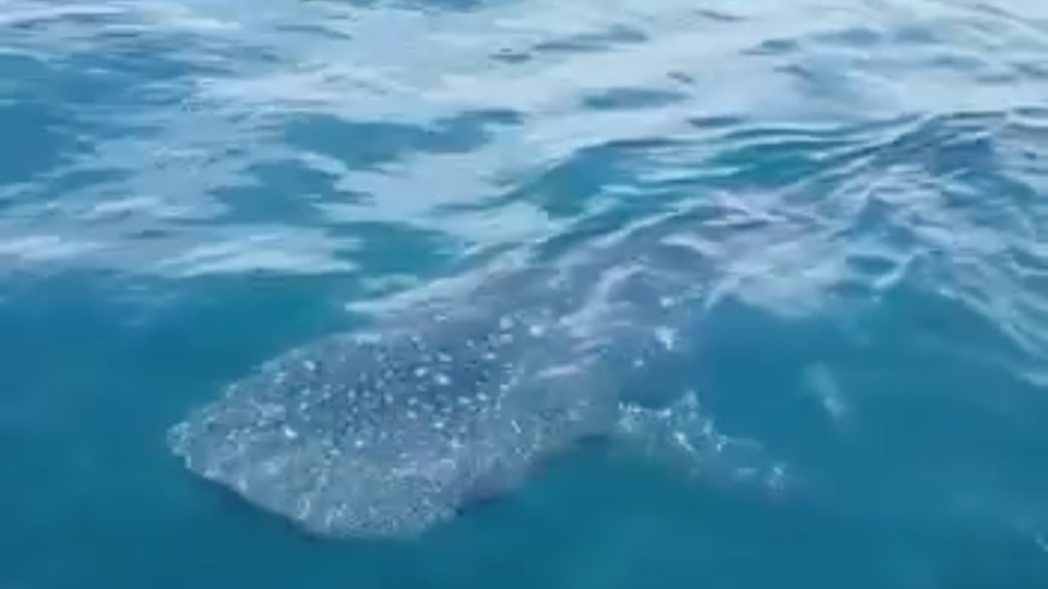 Picture: Via Facebook