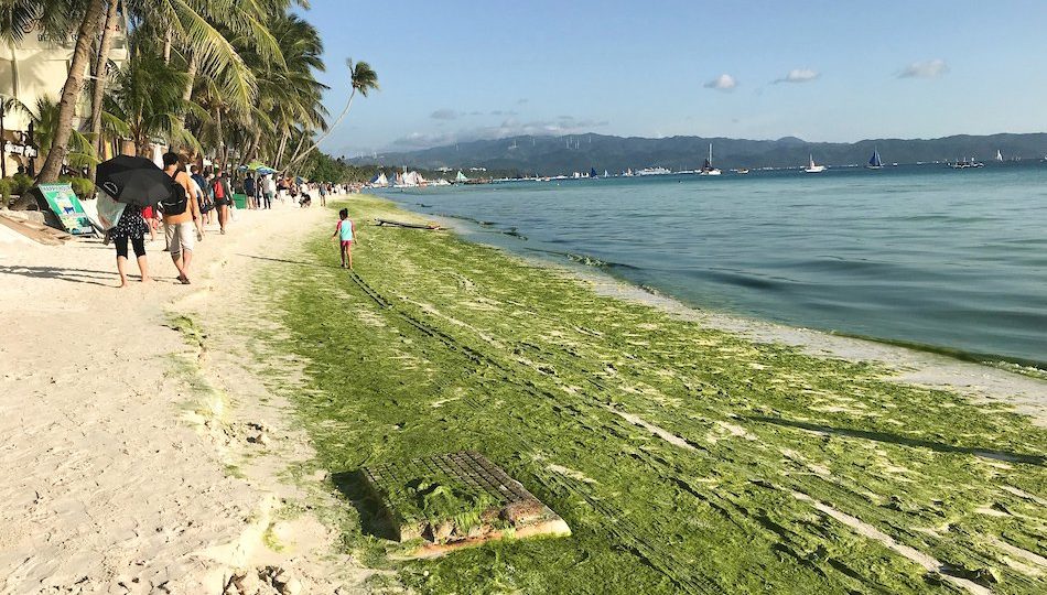 The summer months bring higher levels of green algae in Boracay. The island has been shutdown for environmental cleanup. Photo courtesy of ABS-CBN.
