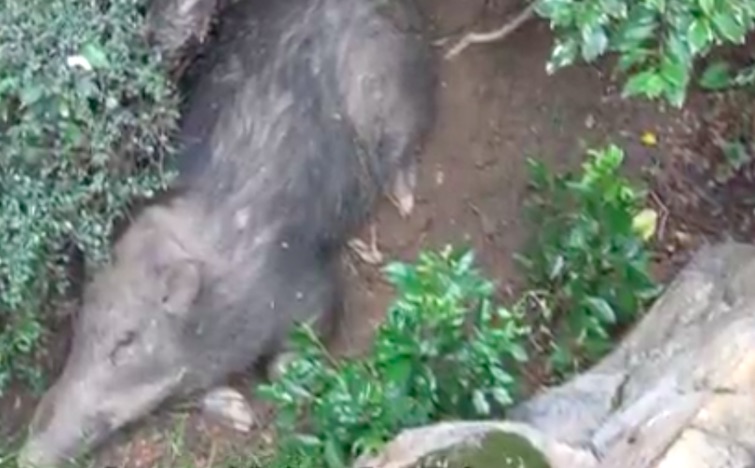 Screengrab via Apple Daily video.