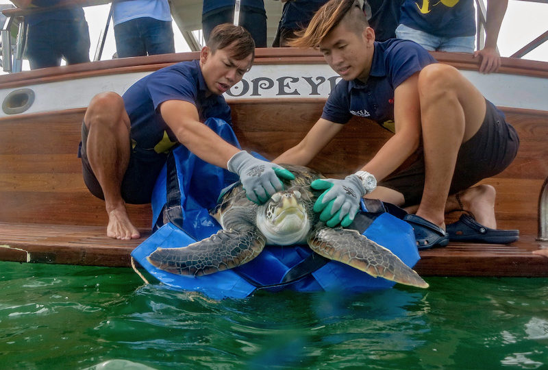 Preparing Louie the green sea turtle for release. Photo: S.E.A Aquarium