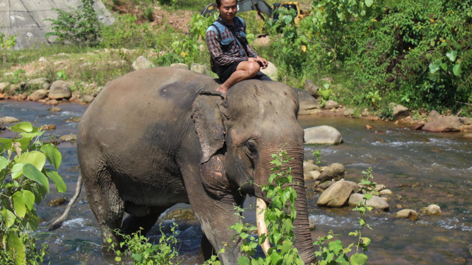 An elephant enslaved by the KNLA regiment at Kyaung Ma Hmu in Nov. 2017. Photo: Jacob Goldberg