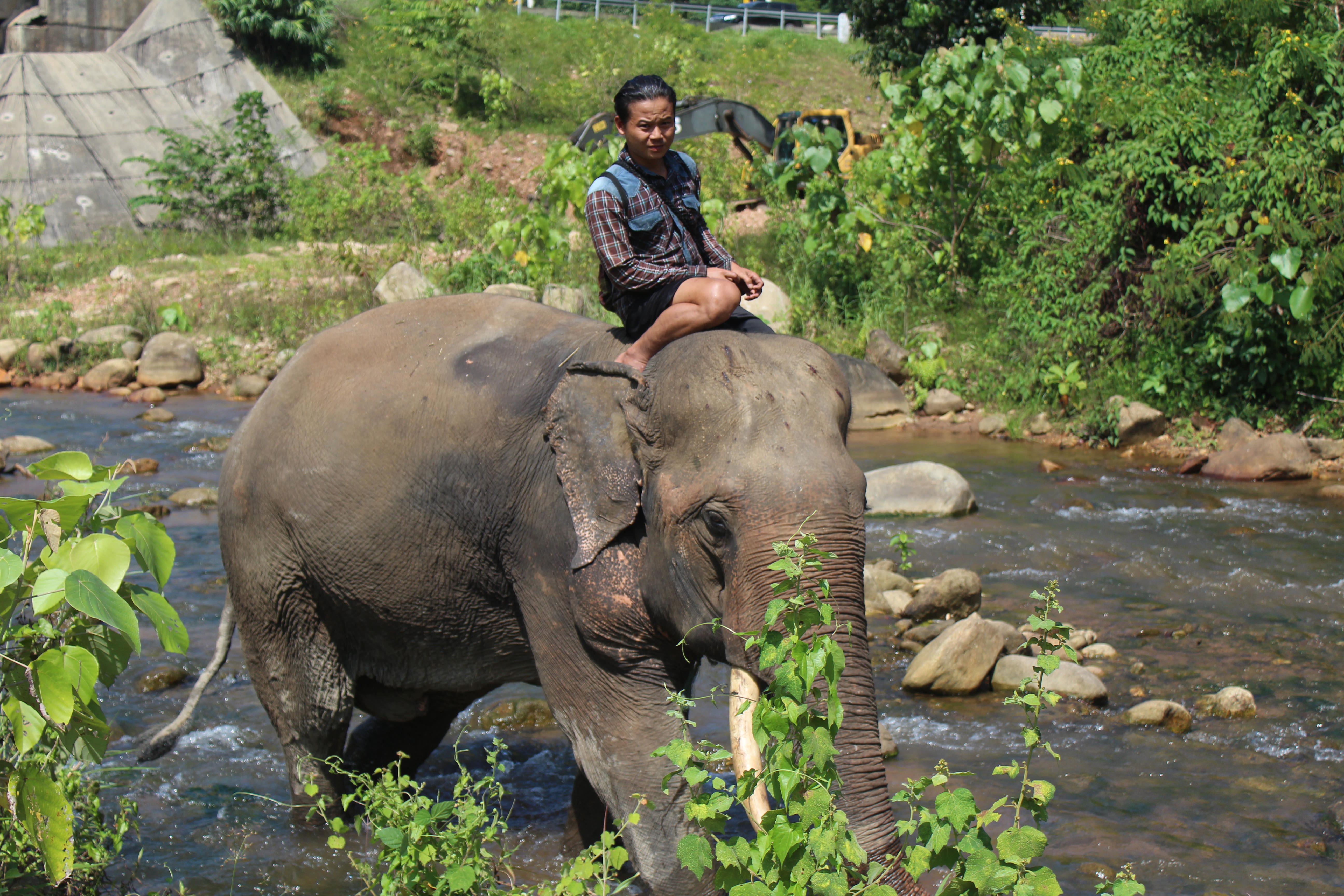 elephant enslaved by the KNLA