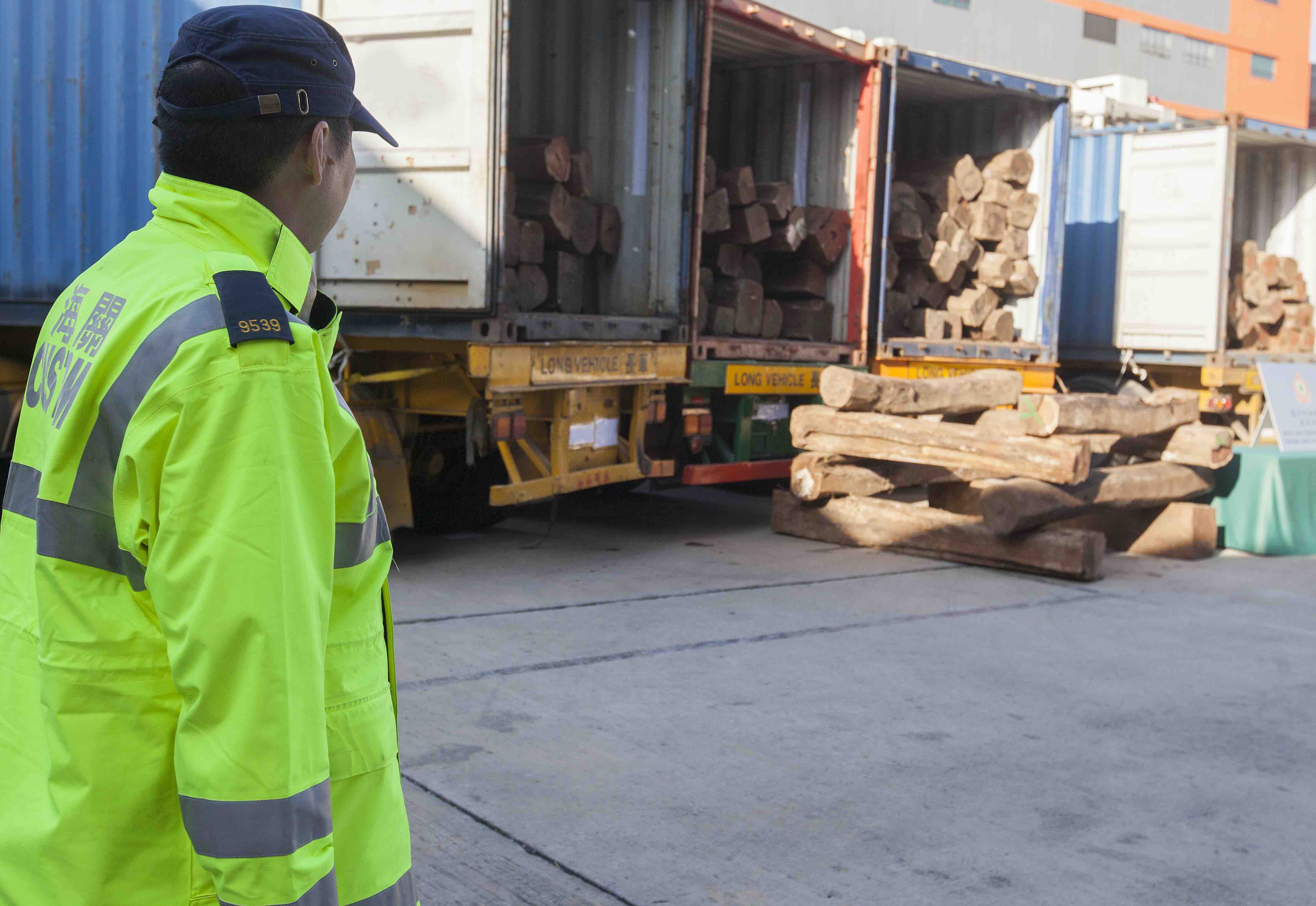 A Hong Kong Customs officer is seen next to endangered Honduras Rosewood logs, part of a 92 tonne shipment detected in four forty foot shipping containers originating in Mexico, declared as ‘rubber waste’ from Guatemala, and busted by Hong Kong Customs and Excise Department in Kwai Chung, Kowloon, Hong Kong, China, 17 December 2014. According to Hong Kong customs officials, the seizure constitutes Hong Kong’s largest timber smuggling case of the past decade. Two Hong Kong persons were arrested on 10 December and released on bail pending further investigation. Honduras rosewood is listed on Appendix II of CITES (the Convention on International Trade in Endangered Species of Wild Fauna and Flora), an international agreement between governments. PHOTO ALEX HOFFORD 