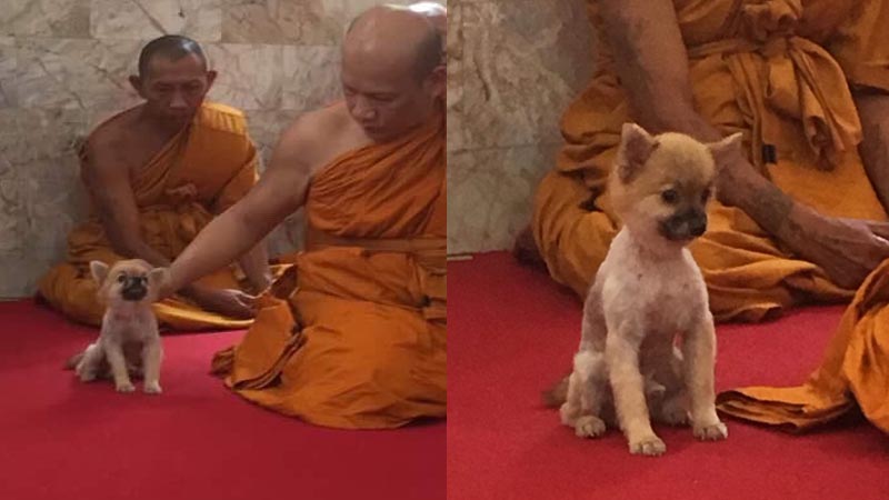 Photo: Daboynawick/ Twitter