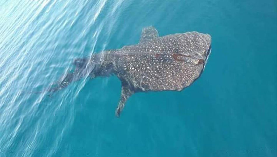 Photo via Raegan Cahilig.