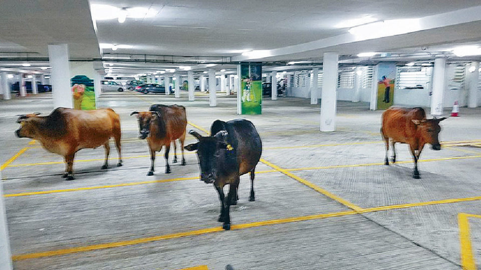 Facebook/Lobo Louie Hung Tak