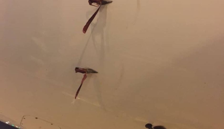 Covered probes image via ABC