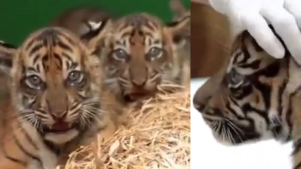 Baby Sumatran tigers at Bali Zoo: The triplet cubs were born on Tuesday afternoon. Photos: Bali Zoo/Instagram