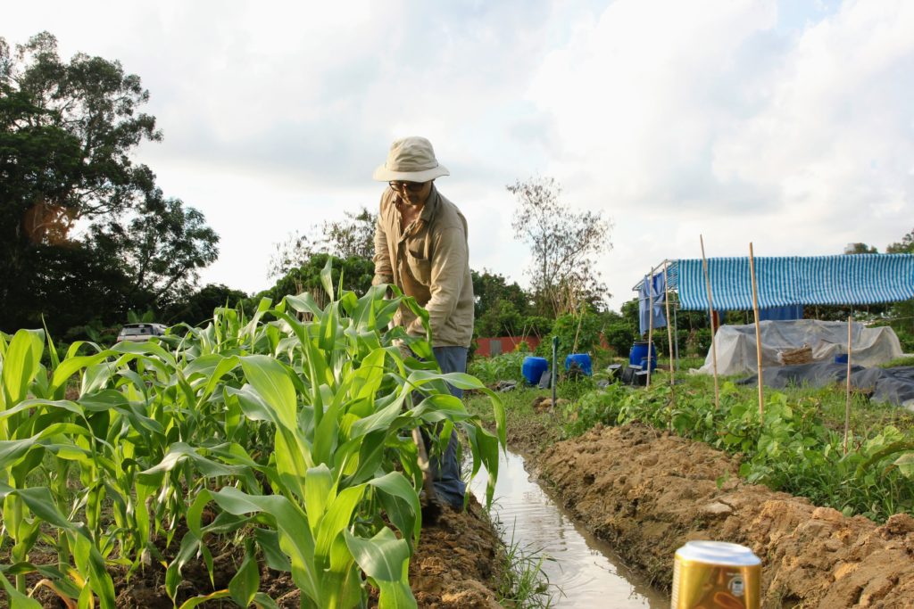 Hong Kong farmers/ Wildroots Organic Farm / Fai Hui