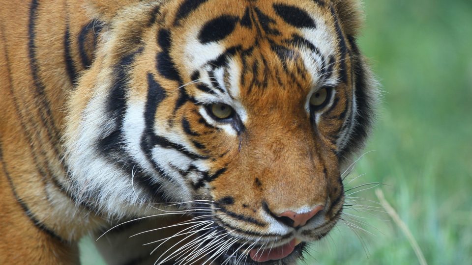 Malayan Tiger. PHOTO: Greg Hume / Wikimedia Commons
