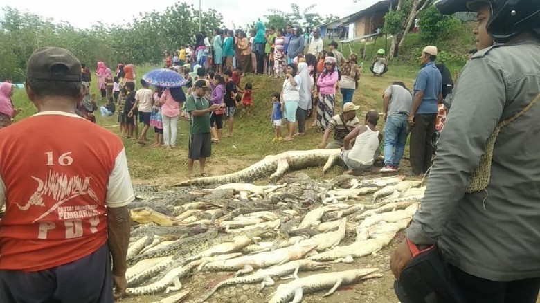 292 crocodiles slaughtered by an angry mob in Sorong, West Papua. Photo: West Papua Police