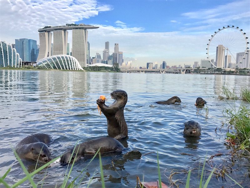 This shot of the Bishan Otter family at Gardens Bay East was taken by nature enthusiast Kang Yen Thiing, who's taken a keen interest in Singapore's smooth-coated otters and how they've adapted to urban life over the past few years. Photo: Kang Yen Thiing