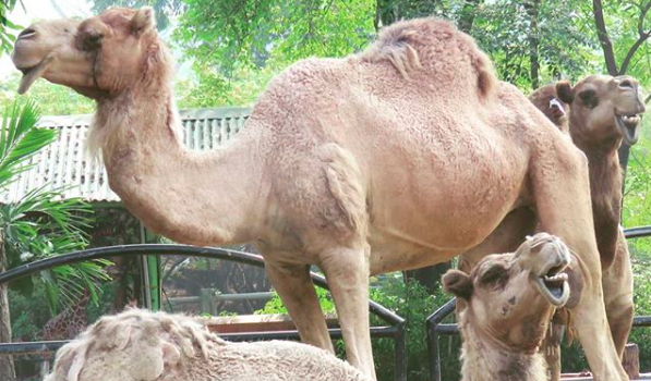 Single-humped camels at the Surabaya Zoo. Photo: Instagram/@kebunbinatangsurabaya