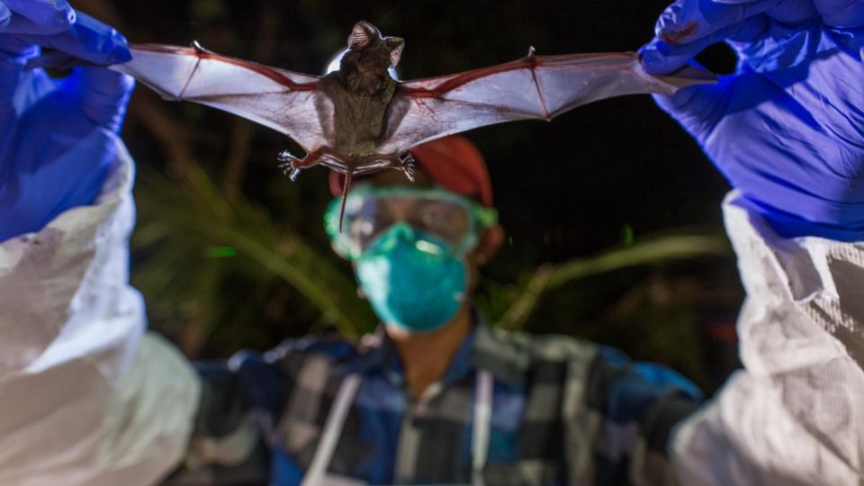 A scientist with the Global Health Program holds a wrinkle-lipped bat in Myanmar.