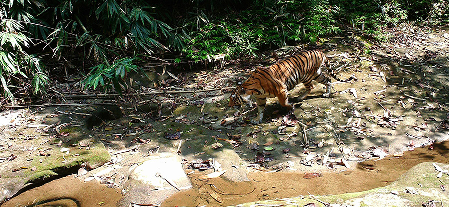 A wild tiger is seen in the upper Chindwin River area in 2016 in a photo captured by a camera trap. Photo: WCS Myanmar