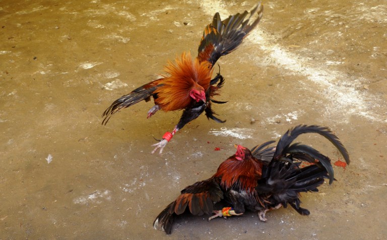 Villagers engage in a cockfighting in a make shift arena as part of the town’s annual “fiesta” celebrations in Barangay San Roque outside Manila on August 10, 2014. Cockfighting is hugely popular in the Philippines where large amounts of money are wagered on battles between roosters. (PHOTO: AFP)     