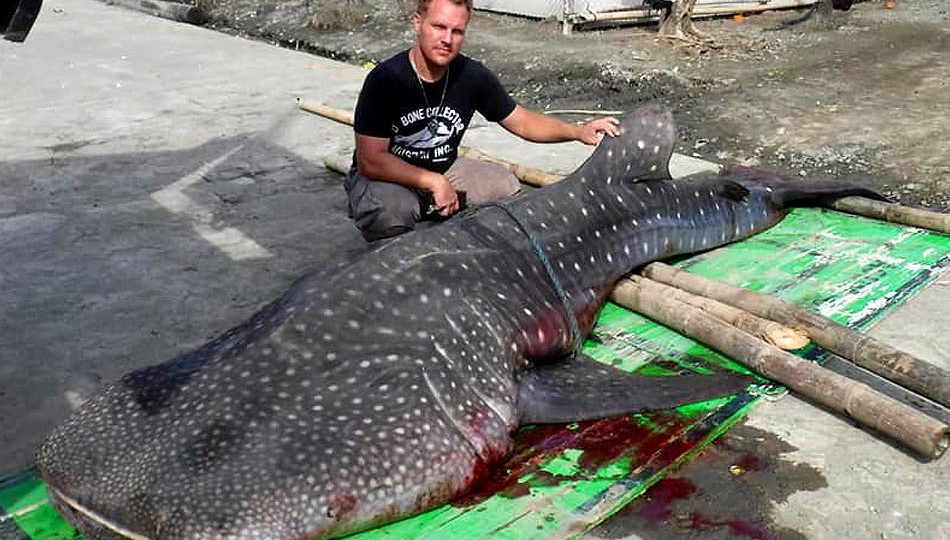 Darrell Blatchley examined the whale shark. Photo: Blatchley’s Facebook page.