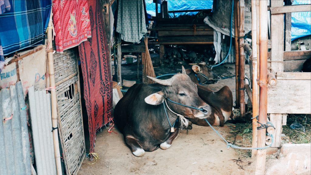 Cows are tethered just around the corner from the main evacuation camp in West Embungpas. Photo: Coconuts Bali