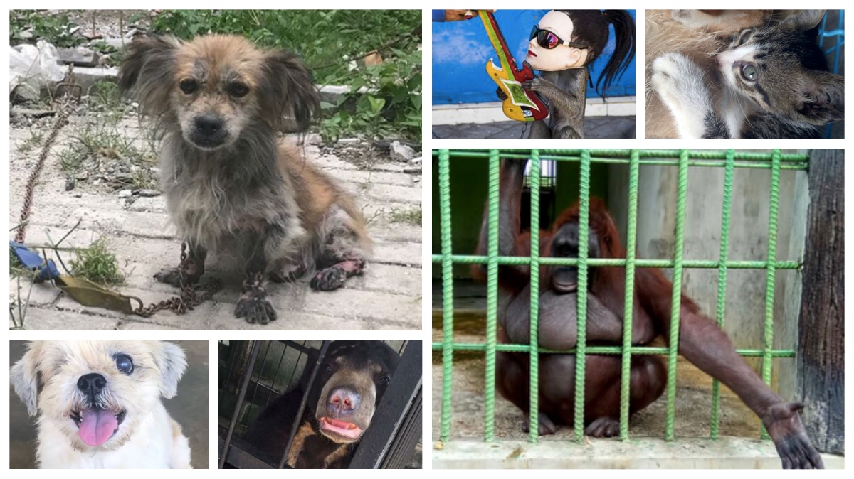 Photos: Jakarta Animal Aid Network / Instagram