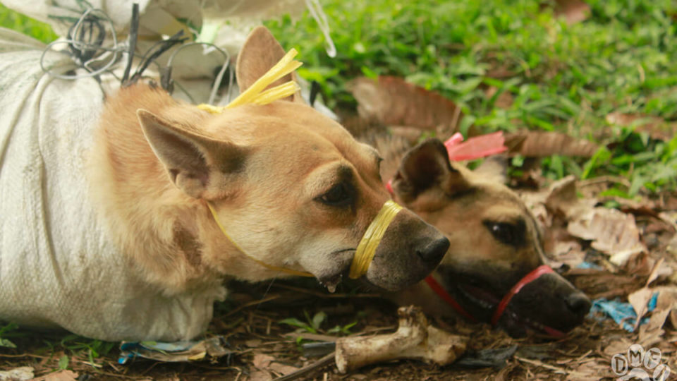 Dogs are tied as part of the dog meat trade in the country. Photo: Dog Meat Free Indonesia 