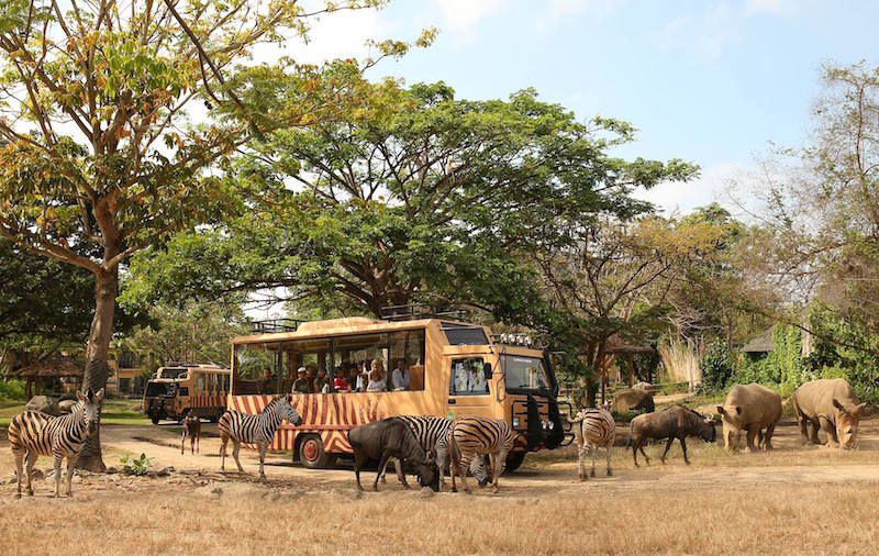 Photo: Bali Safari Park/Facebook