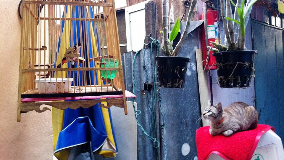 Photo by Kullanee Kelly Sasavat. Photo: Random Thainess/Facebook