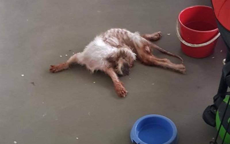 Photo: Purely Adoptions / Facebook