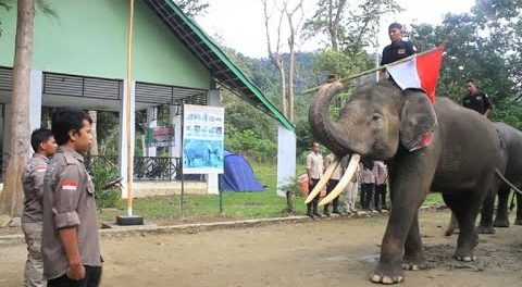 Elephants participate in Indonesia’s independence day celebrations. PHOTO: Screengrab from Youtube