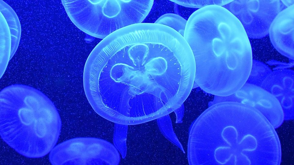 Just some jellyfish, not the actual members of Jellyfish Kingdom. Photo: Pixabay