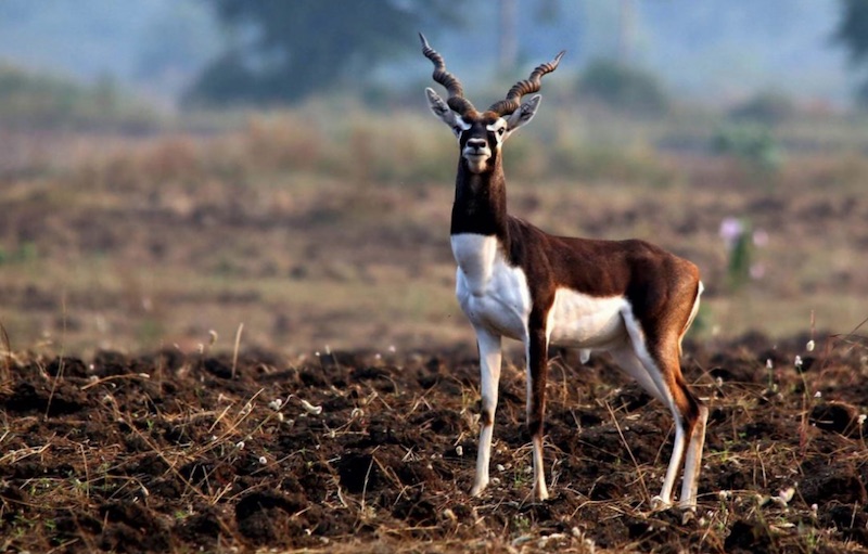 Kuno-Palpur wildlife sanctuary. Photo: andBeyond