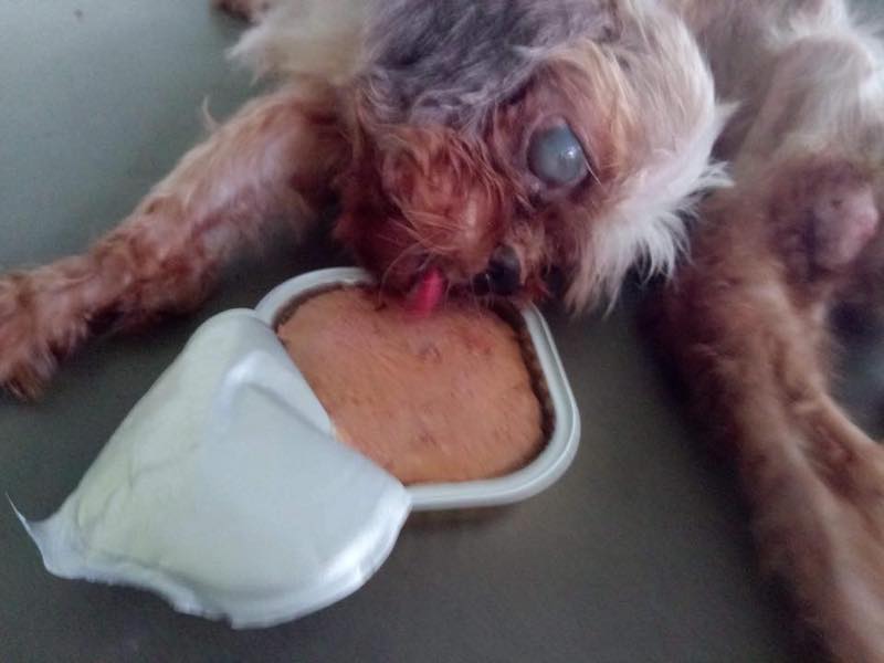 Photo: Purely Adoptions / Facebook