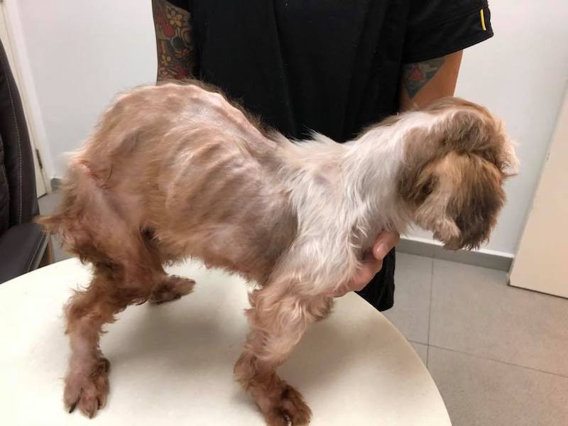 Photo: Purely Adoptions / Facebook