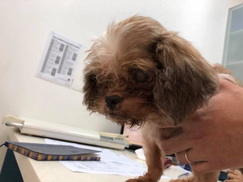 Photo: Purely Adoptions / Facebook