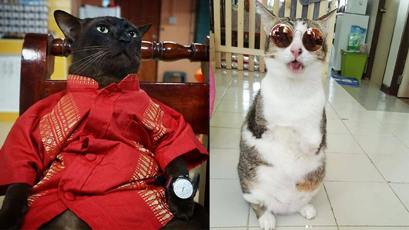 Photo: Instagram/ Able Maew, Johnny the Copper Cat 