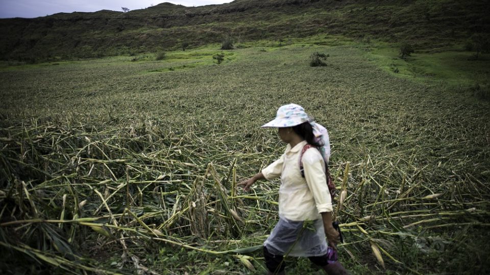 Farmer Josephine Dayag shows her corn plantation damaged by super typhoon Mangkhut in Solana, Cagayan (PHOTO: Richard Atrero de Guzman / Greenpeace handout)