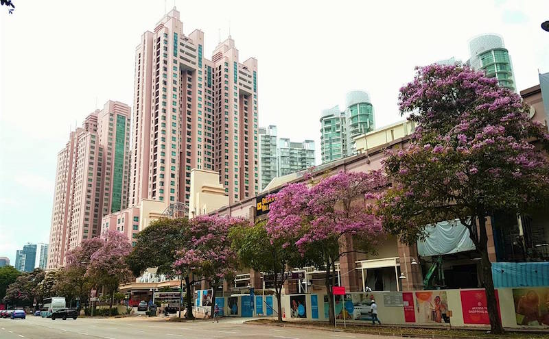 Trumpet Trees at Zion Road. Photo: Sng Hui Ting/NParks Facebook page