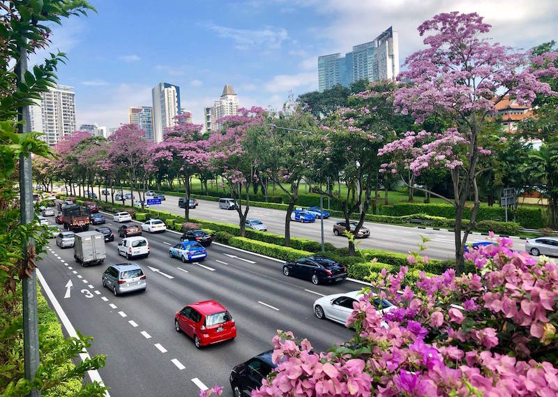 Trumpet Trees along Central Expressway, near Moulmein Flyover. Photo: Andrew Tau/NParks Facebook page