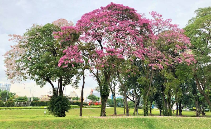 Trumpet Trees at Nicoll Highway. Photo: Tan Chin Peng/NParks Facebook page