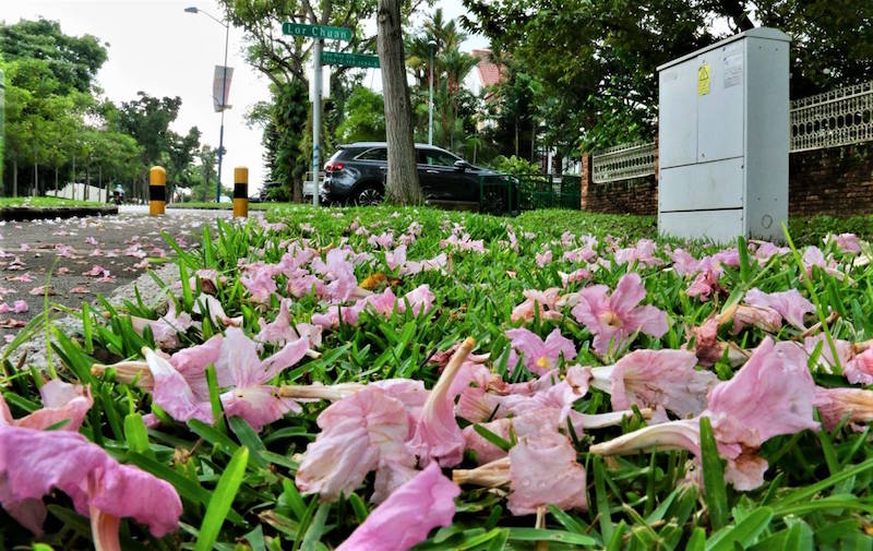 Pretty in pink Trumpet trees bloom all over Singapore in a burst of